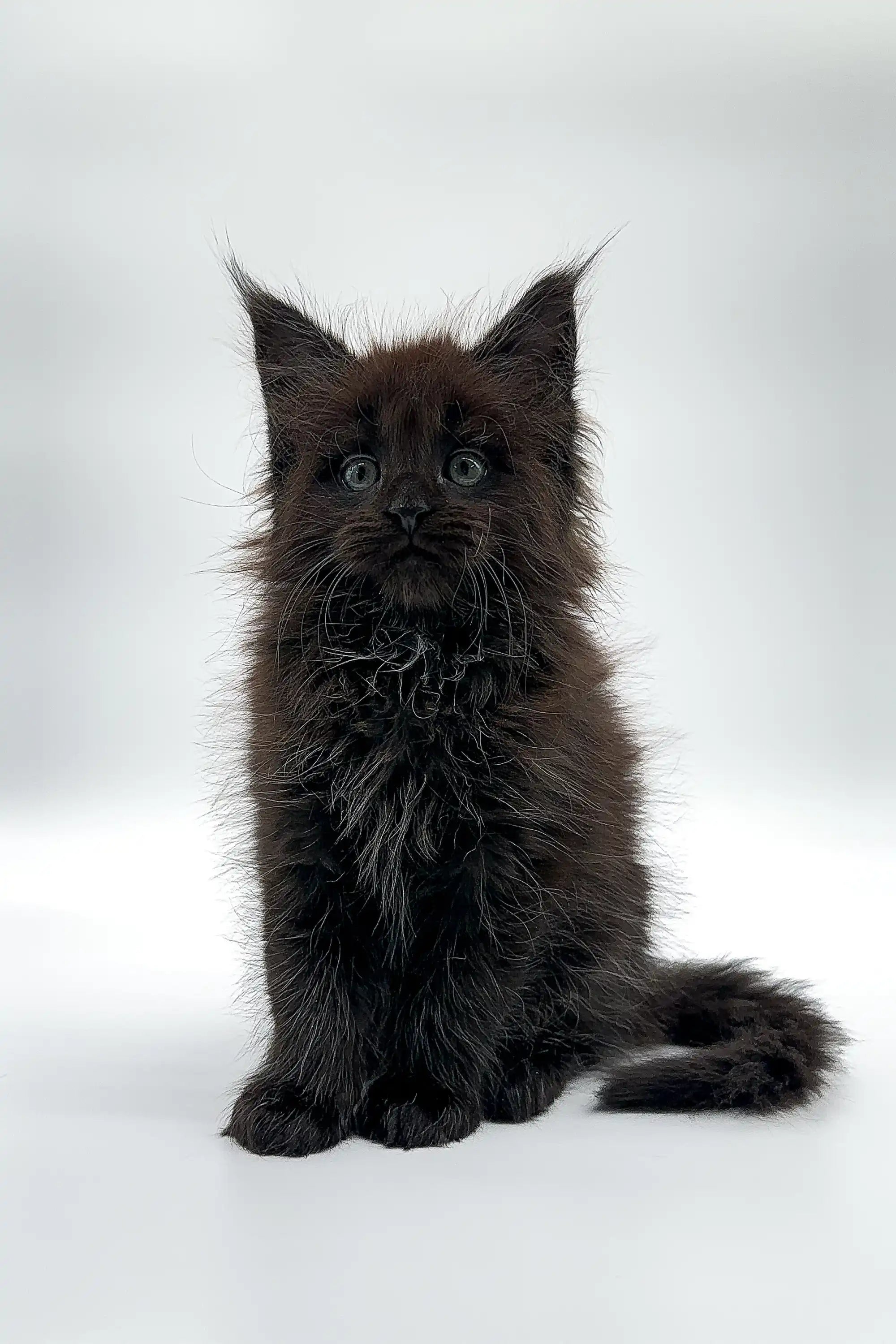 Maine Coon Kittens for Sale Rania | Kitten