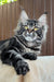 Rapunzel | maine coon kitten