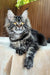 Rapunzel | maine coon kitten