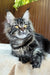 Rapunzel | maine coon kitten