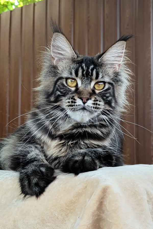 Rapunzel | maine coon kitten