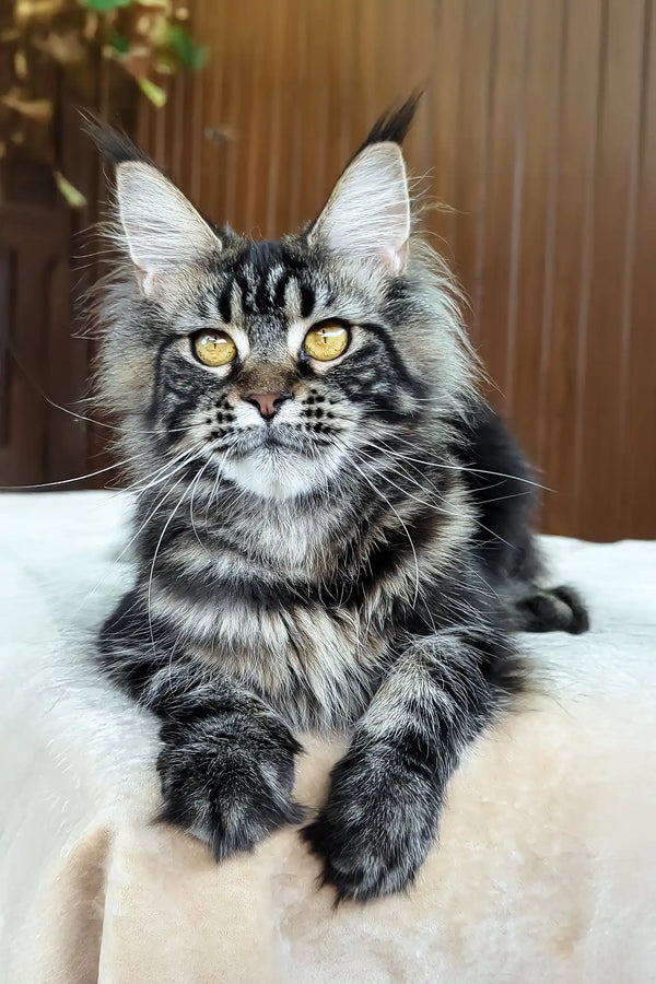 Rapunzel | maine coon kitten