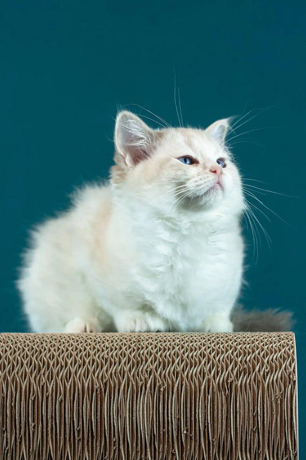 Rapunzel | ragdoll kitten