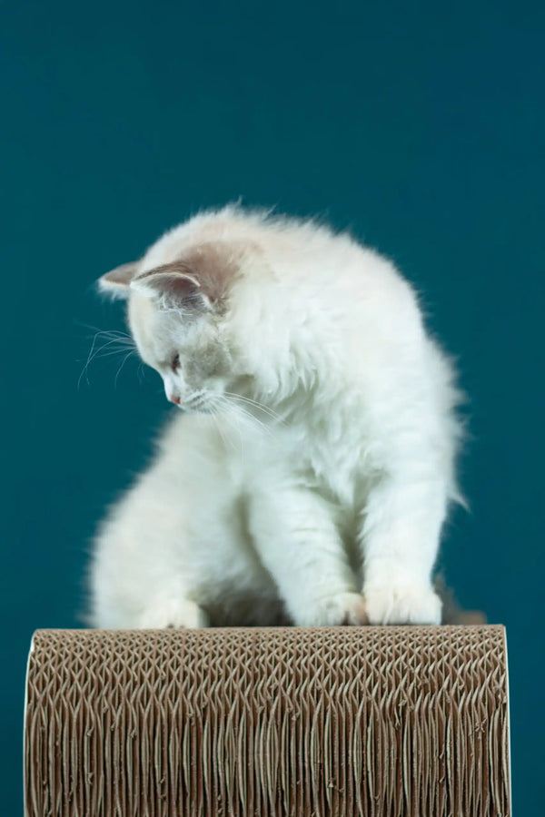 Rapunzel | ragdoll kitten