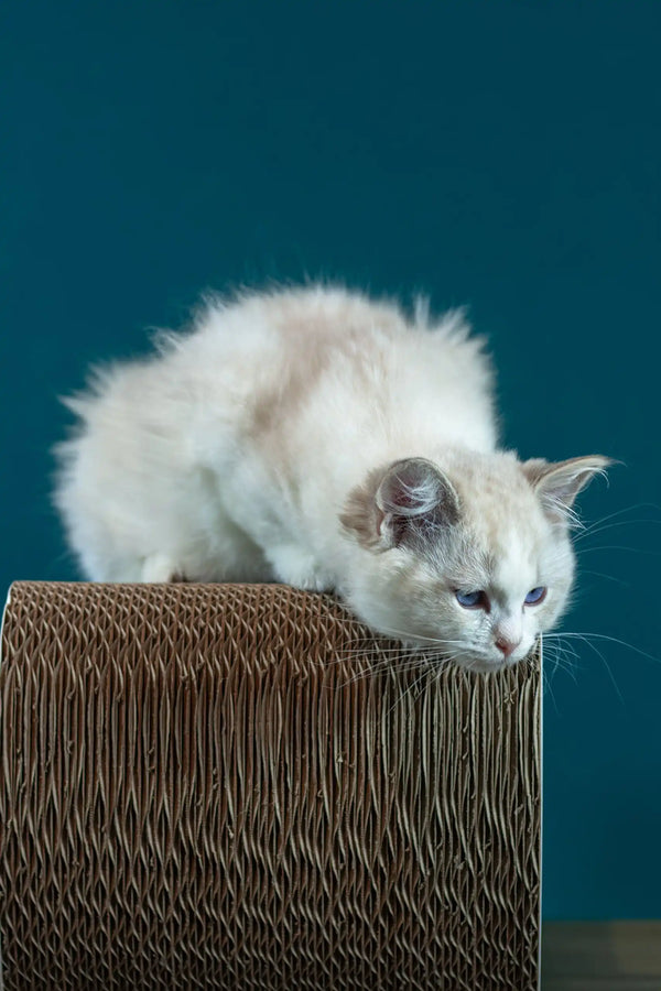 Rapunzel | ragdoll kitten