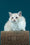 Rapunzel | Ragdoll Kitten