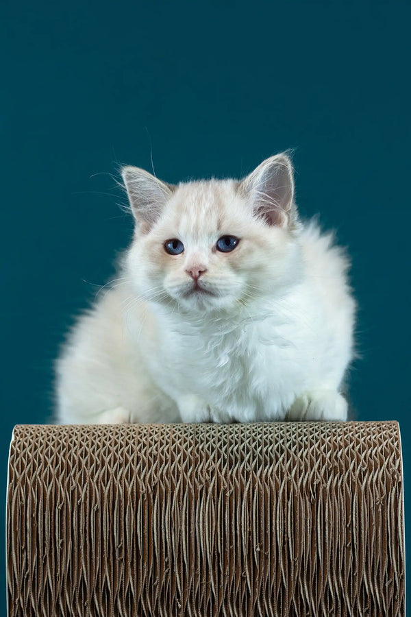 Rapunzel | ragdoll kitten