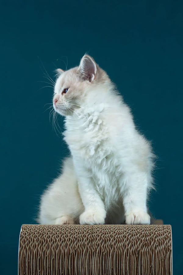 Rapunzel | ragdoll kitten