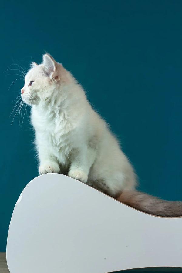 Rapunzel | ragdoll kitten