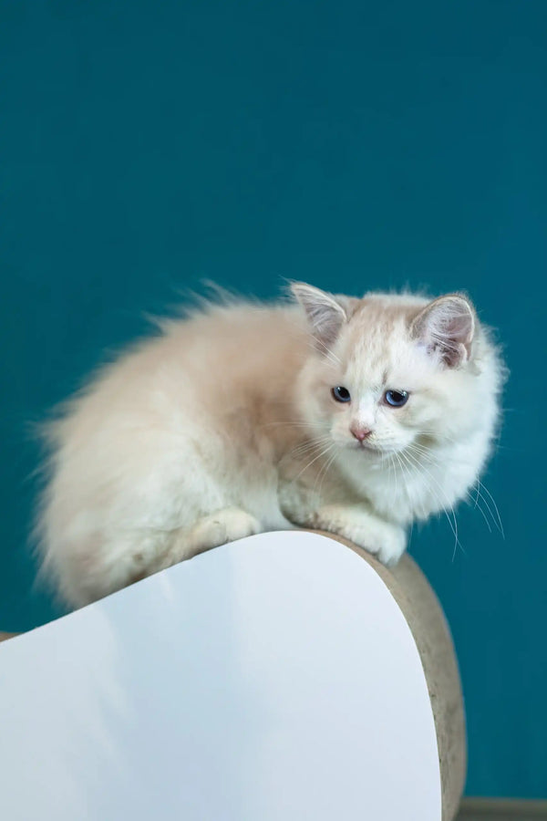 Rapunzel | ragdoll kitten