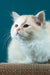 Rapunzel | ragdoll kitten