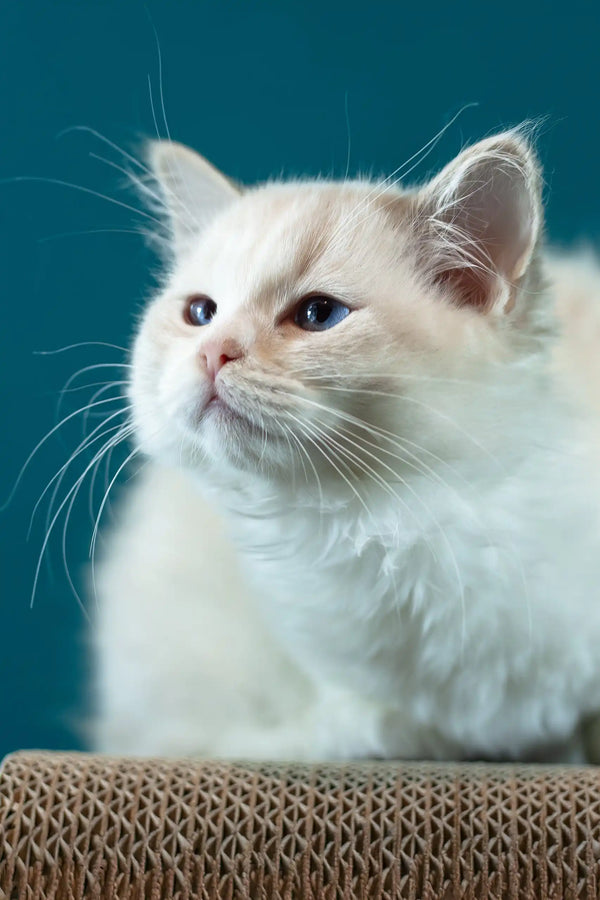 Rapunzel | ragdoll kitten