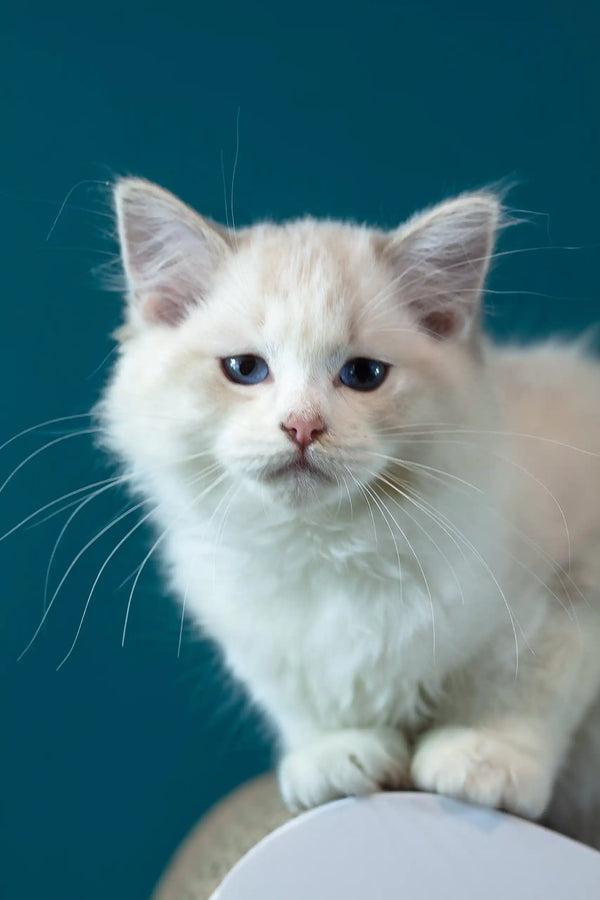 Rapunzel | ragdoll kitten