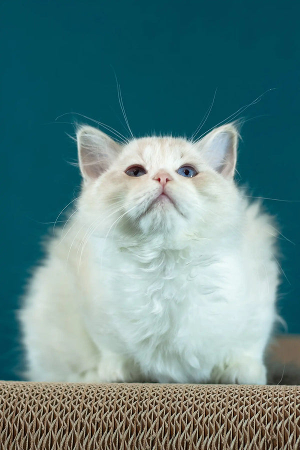 Rapunzel | ragdoll kitten