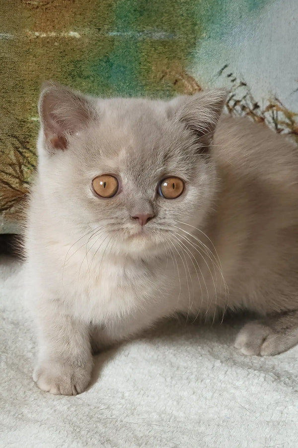 Rashel | british shorthair kitten