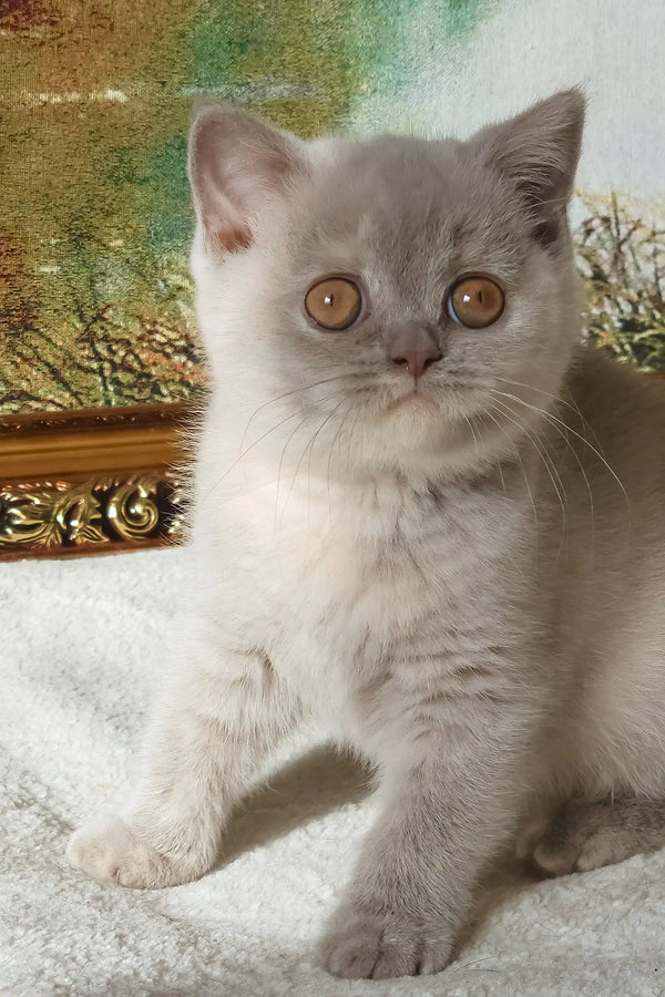 Rashel | british shorthair kitten