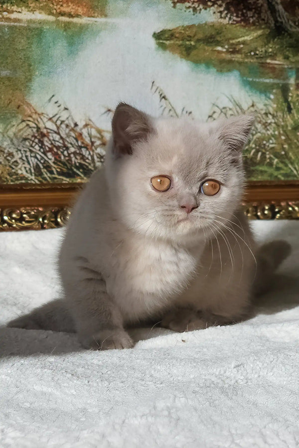 Rashel | british shorthair kitten