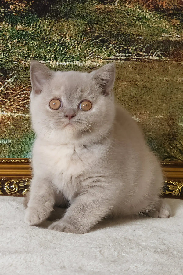 Rashel | british shorthair kitten