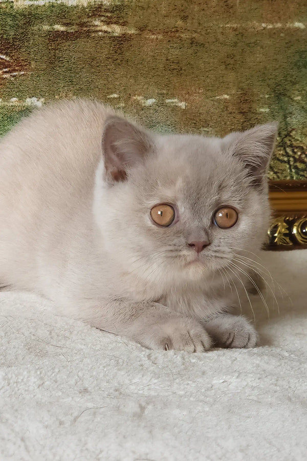 Rashel | british shorthair kitten