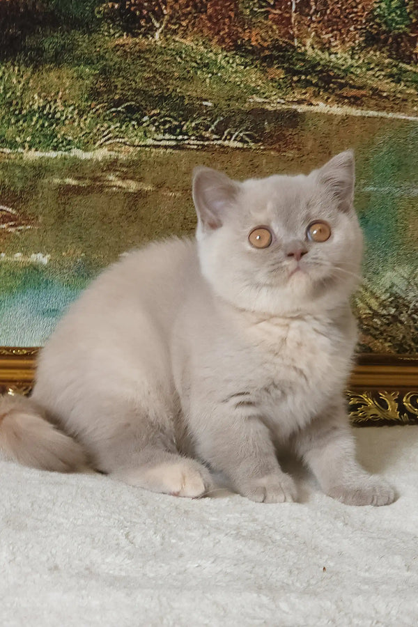 Rashel | british shorthair kitten