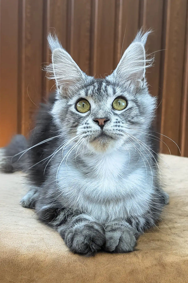 Rasika | maine coon kitten