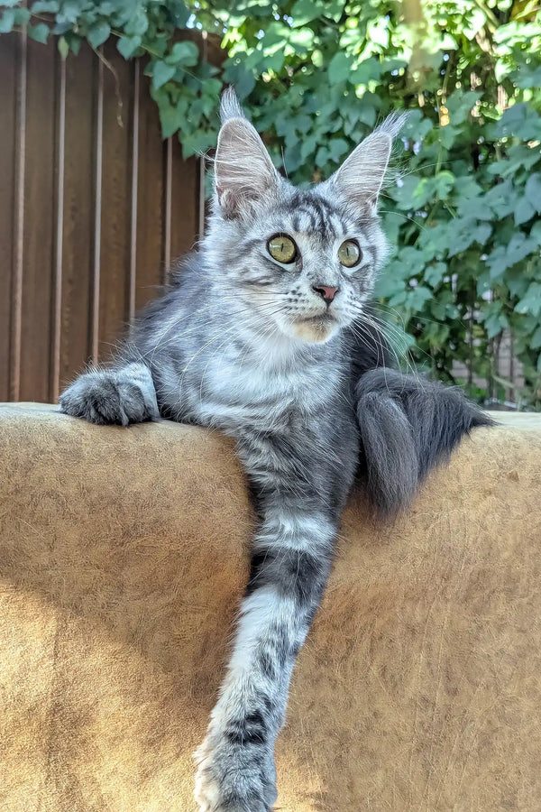 Rasika | maine coon kitten