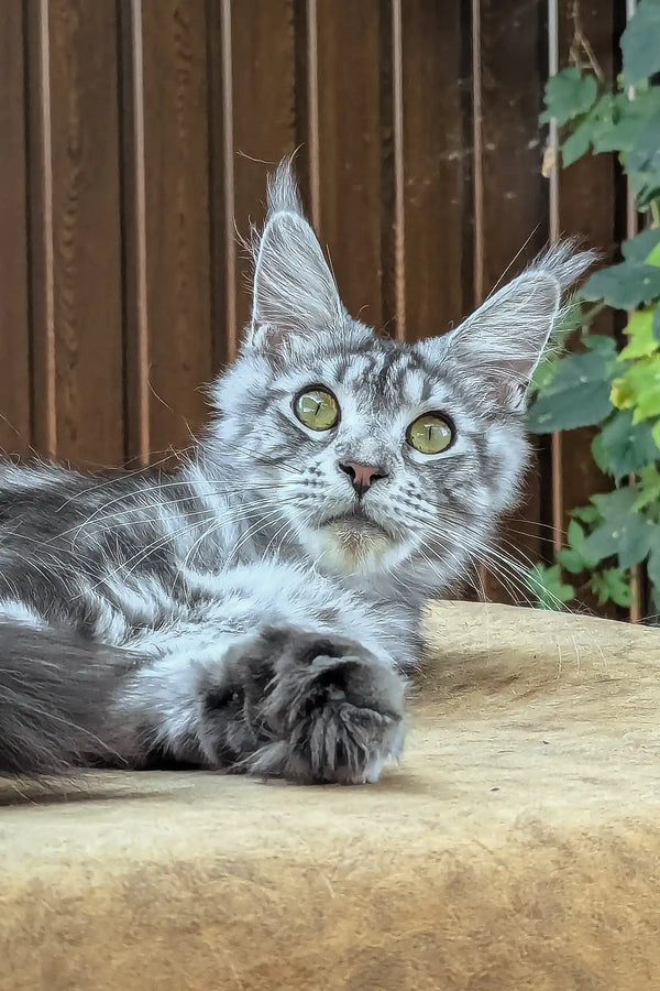 Rasika | maine coon kitten