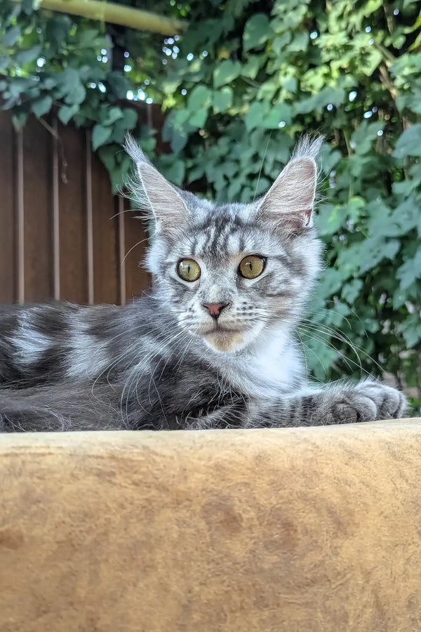 Rasika | maine coon kitten