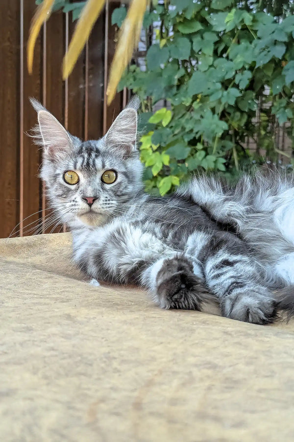 Rasika | maine coon kitten