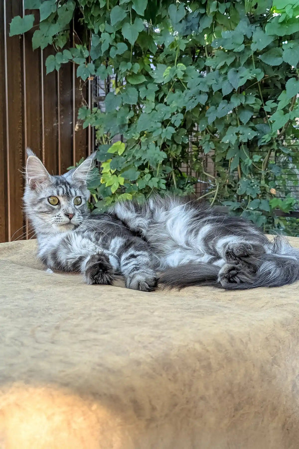 Rasika | maine coon kitten