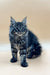 Adorable Maine Coon kitten with long fur and cute ear tufts from Rasmuss