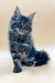 Adorable Maine Coon kitten with fluffy coat and ear tufts in Rasmuss product