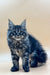 Maine Coon kitten with fluffy fur and ear tufts from Rasmuss Maine Coon Kitten collection