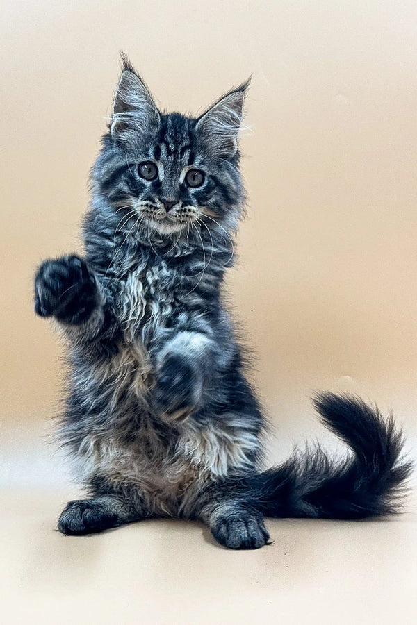 Cute Maine Coon kitten sitting upright with a paw raised, perfect for Rasmuss