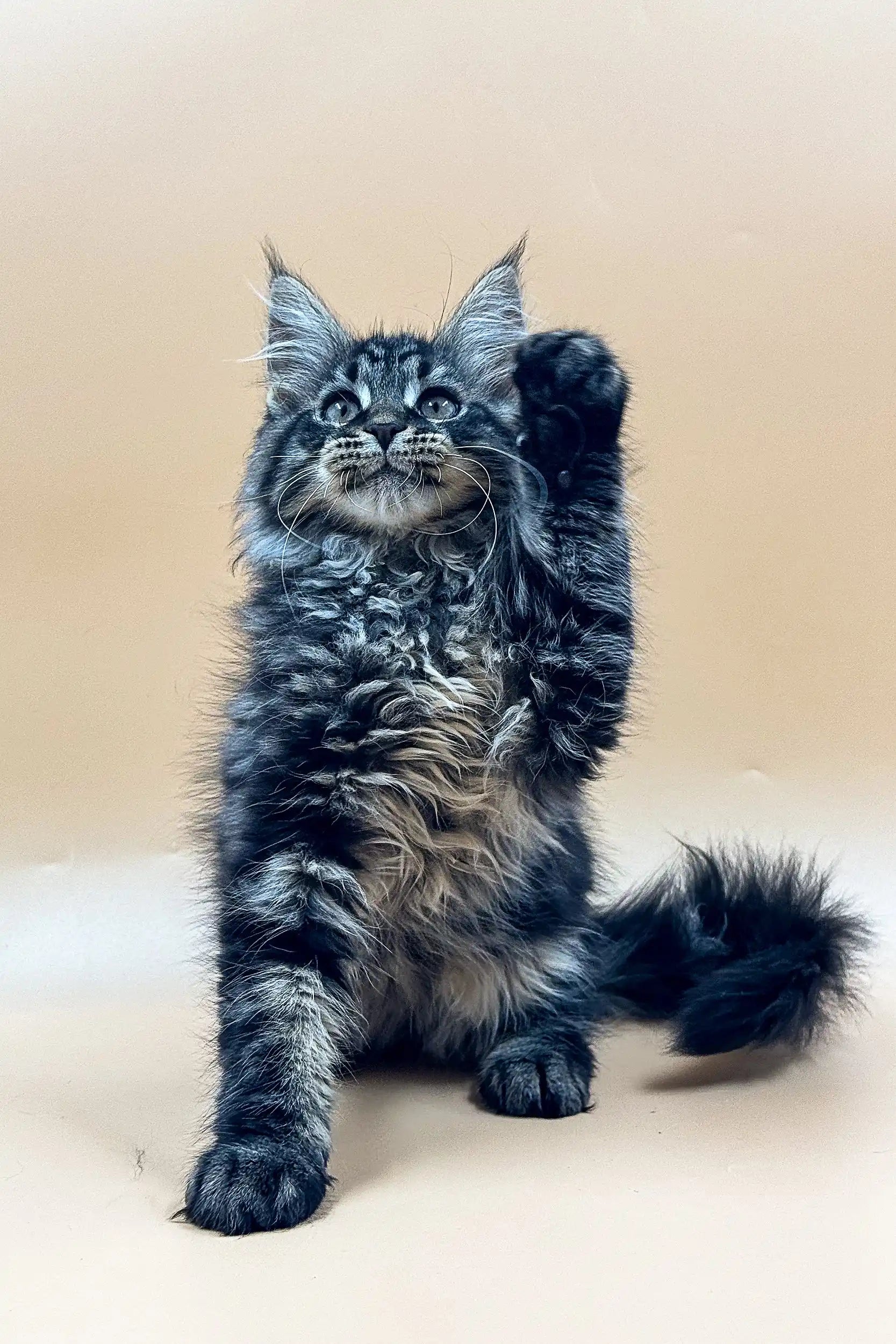 Maine Coon Kittens for Sale Rasmuss | Kitten