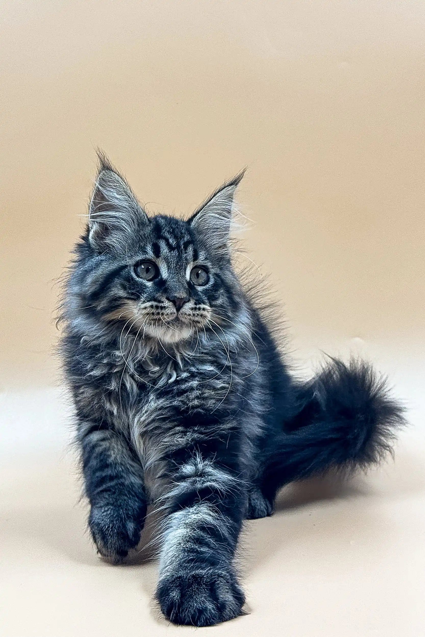 Maine Coon Kittens for Sale Rasmuss | Kitten