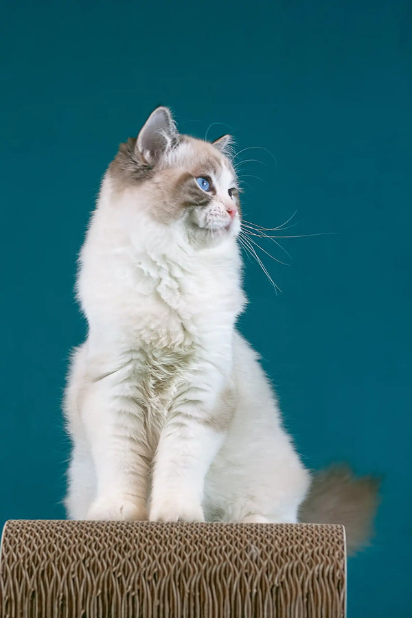 Raspberry | ragdoll kitten