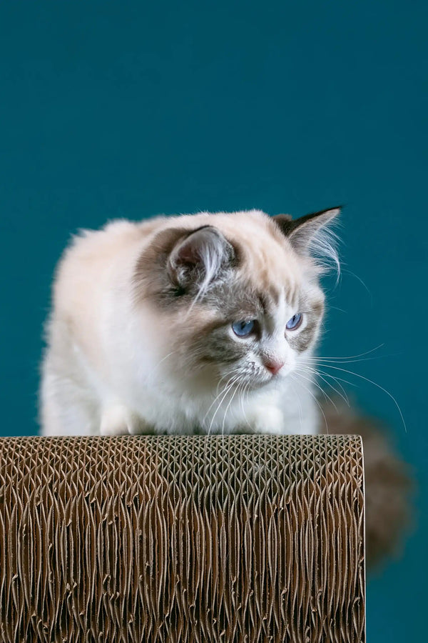 Raspberry | ragdoll kitten