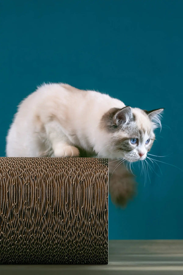 Raspberry | ragdoll kitten