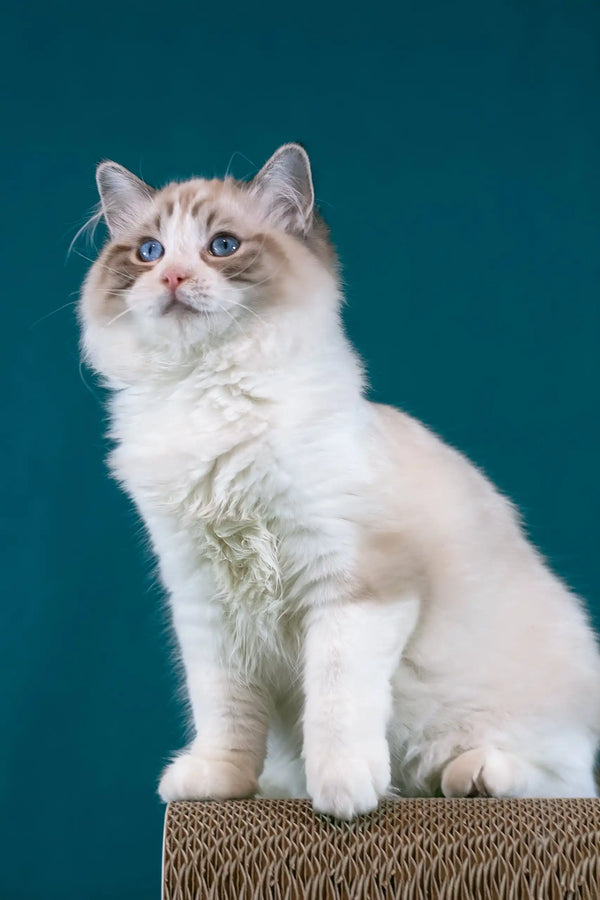 Raspberry | ragdoll kitten