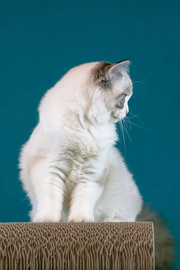 Raspberry | ragdoll kitten