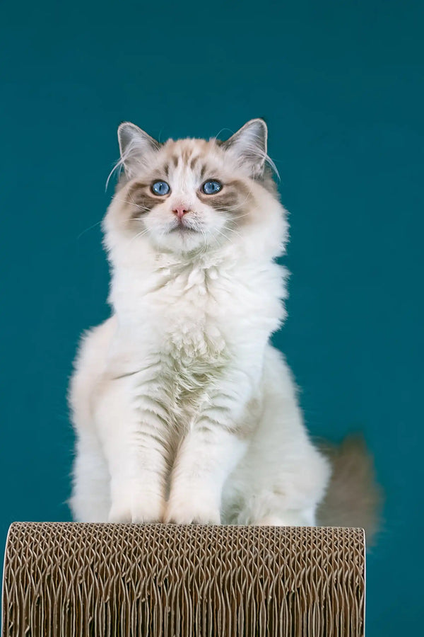 Raspberry | ragdoll kitten
