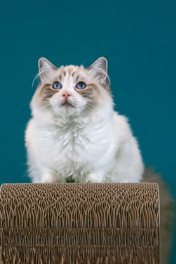 Raspberry | ragdoll kitten