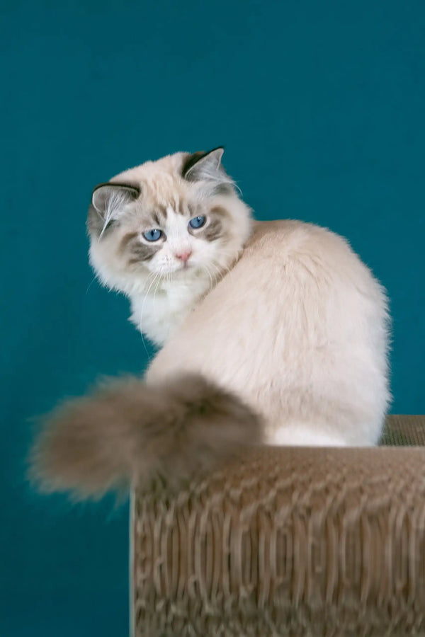 Raspberry | ragdoll kitten