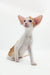 Cute Oriental Shorthair kitten featured in Rasseell product collection