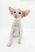 Cute Oriental Shorthair kitten with big ears from Rasseell. Perfect for cat lovers!