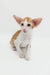 Orange and white Oriental Shorthair kitten from Rasseell, super cute and playful!