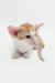 Cute orange and white Oriental Shorthair kitten with big ears in Rasseell product