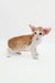 Orange and white Oriental Shorthair kitten from Rasseell looking super cute