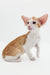 Adorable orange and white Oriental Shorthair kitten from Rasseell collection